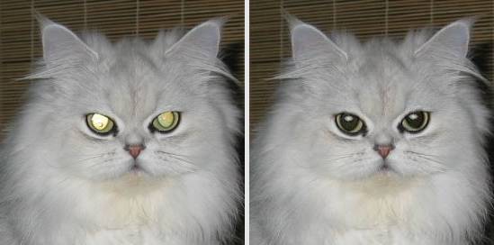 Убрать красные глаза с засвеченными зрачками у кота