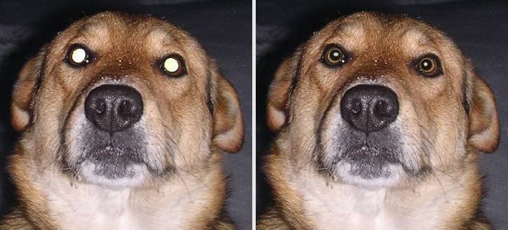 Dog's fully light-struck red eyes fix
